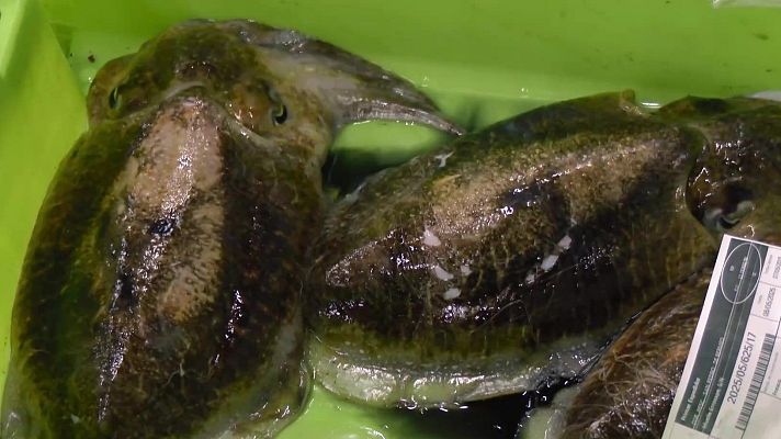 Aquí la Tierra - Las anchoas vizcaínas, del mar a tu plato
