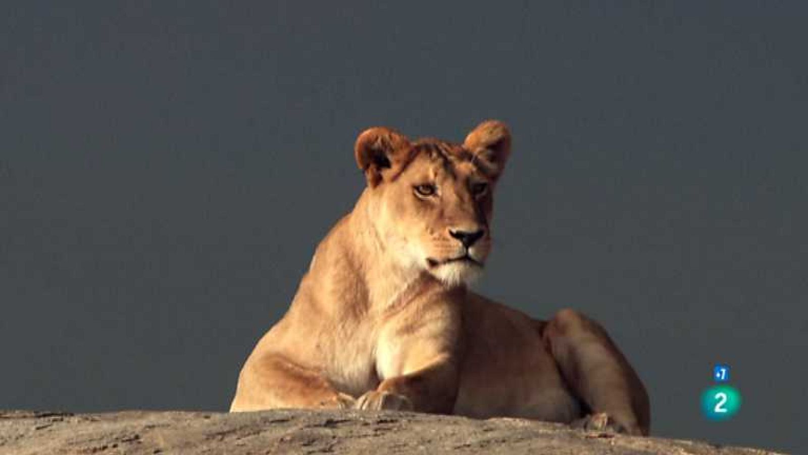 Grandes documentales - El gran Serengueti - ver ahora