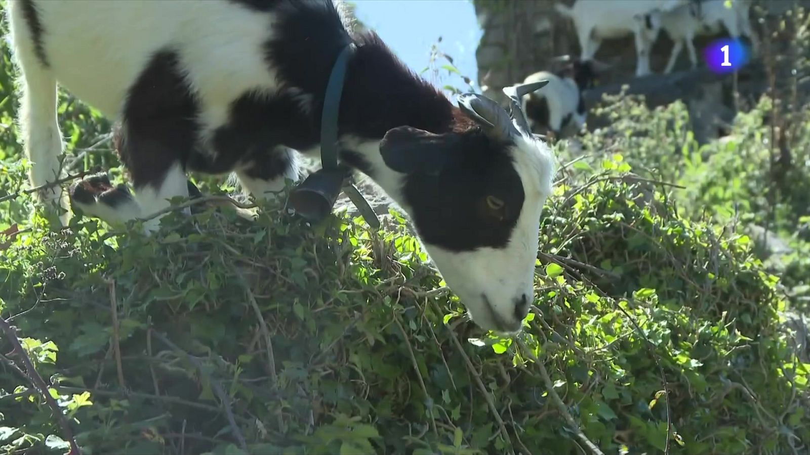 El paper dels ramats de foc en la prevenció dels incendis