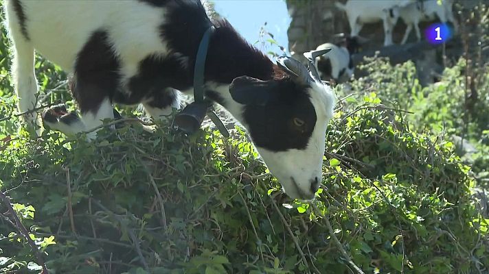 L'Informatiu - El paper dels ramats de foc en la prevenció dels incendis