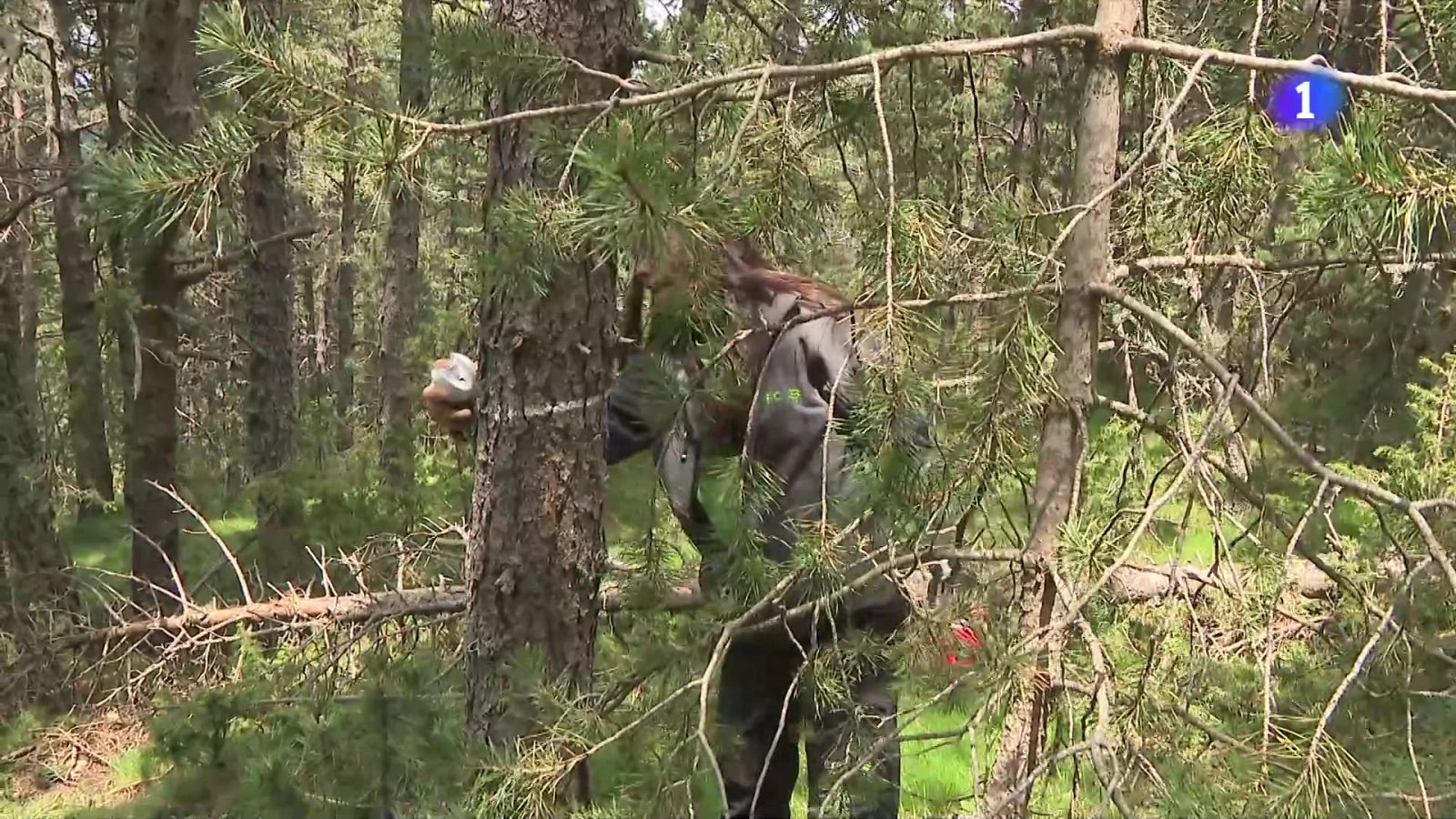 Elevat risc d'incendi aquest estiu: la tasca preventiva als boscos, la clau
