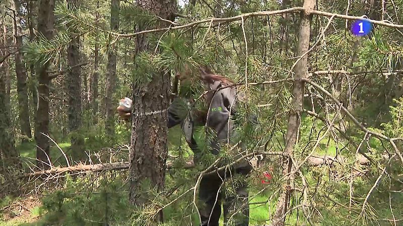 Elevat risc d'incendi aquest estiu: la tasca preventiva als boscos, la clau