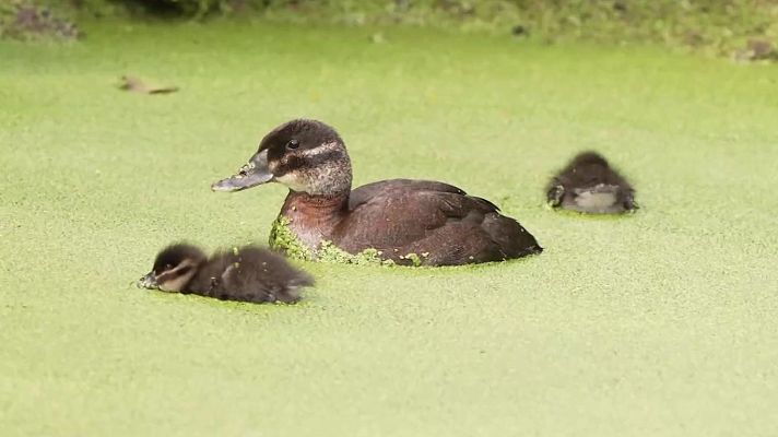 Aquí la Tierra - Los patitos africanos del zoo de Chester