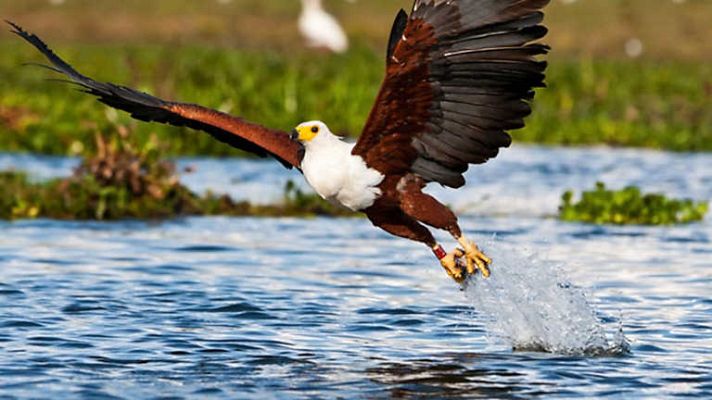 Grandes documentales - El valle del Rift en África