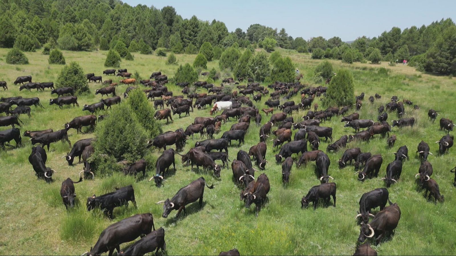 Agrosfera - 21/06/25 - Agrosfera | Ver