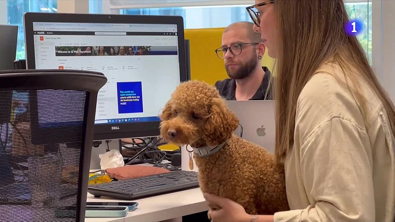 Empreses que permeten portar el gos a la feina