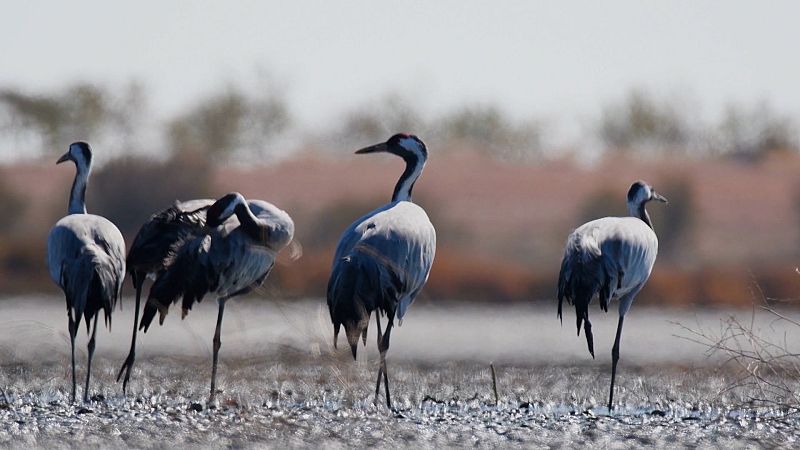 El escarabajo verde - Ley de la restauración de la Naturaleza III