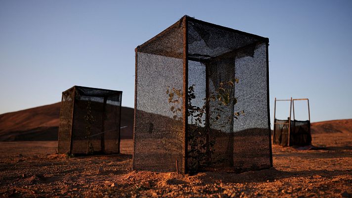 Informativo 24h - Logran cultivar lechugas gracias a la niebla en el desierto más seco del mundo
