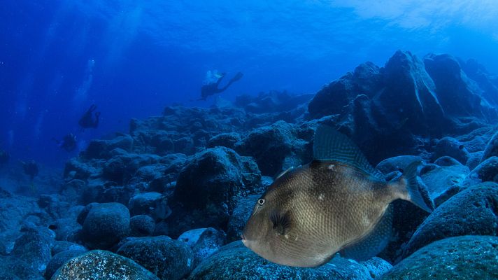 Telediario 1 - A 300 metros bajo el mar: el entrenamiento espacial de la futura astronauta Sara García