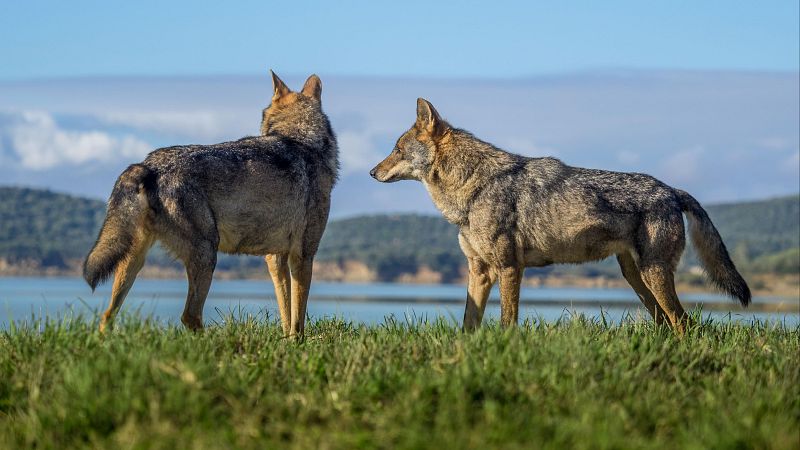 La población del lobo crece un 12% en la última década | Ver