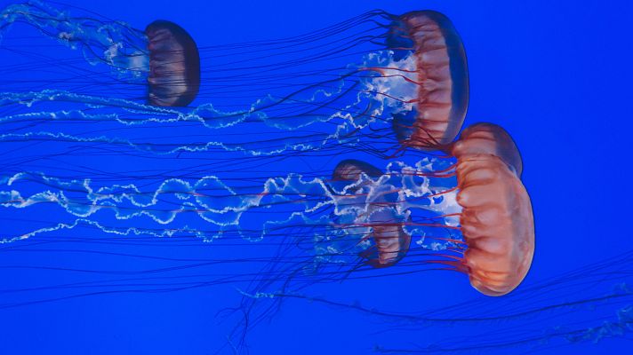 Para todos La 2 - Para todos La 2 - 28/06/25