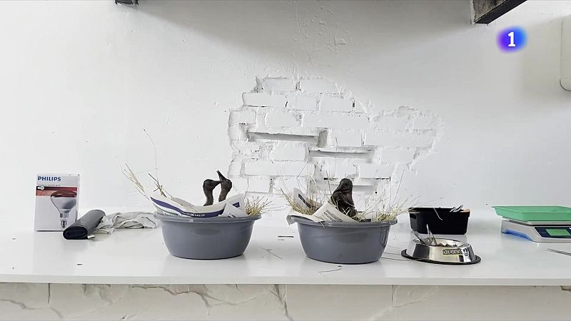 Els ibis ermitans arriben als Aiguamolls de l’Empordà per quedar-s’hi