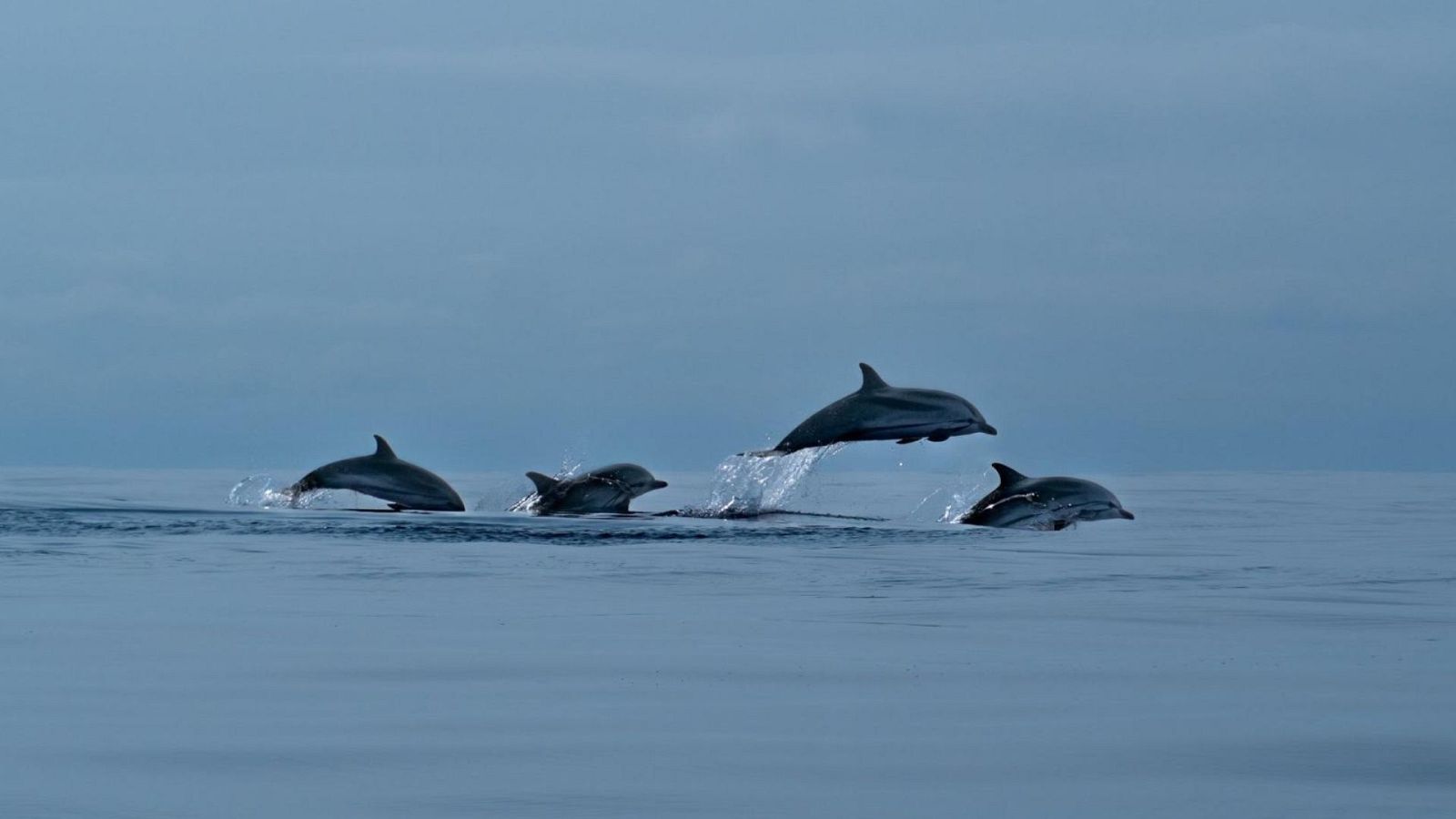 Somos documentales - Azores: oasis atlántico - Somos Documentales | Ver documental