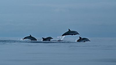 Azores: oasis atlántico