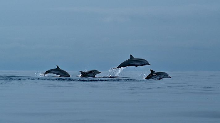 Somos Documentales - Azores: oasis atlántico