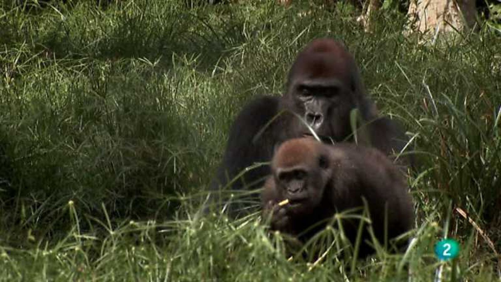 Grandes documentales - Mi vida con los gorilas - Ver ahora