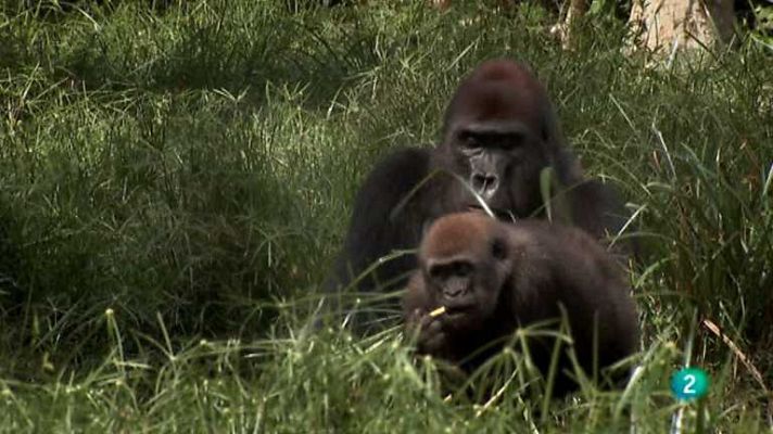 Grandes documentales - Mi vida con los gorilas