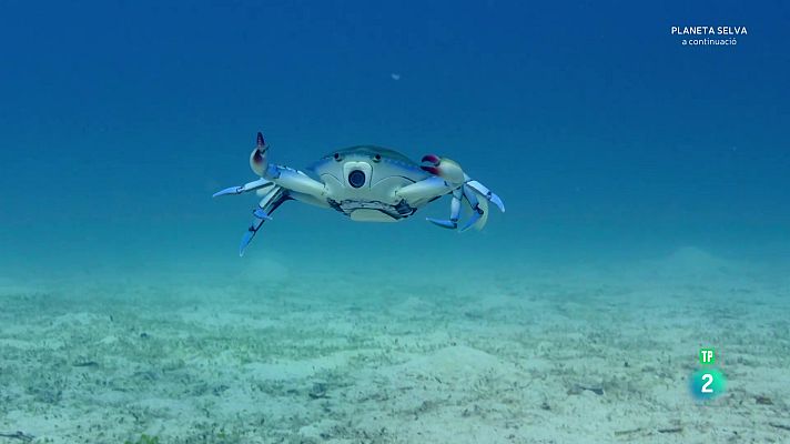 Som Documentals - Infiltrats a l'oceà: Episodi 1. Grans pensadors