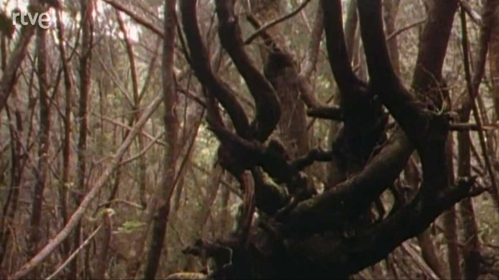 La nave Tierra - Selvas - La nave Tierra | Ver