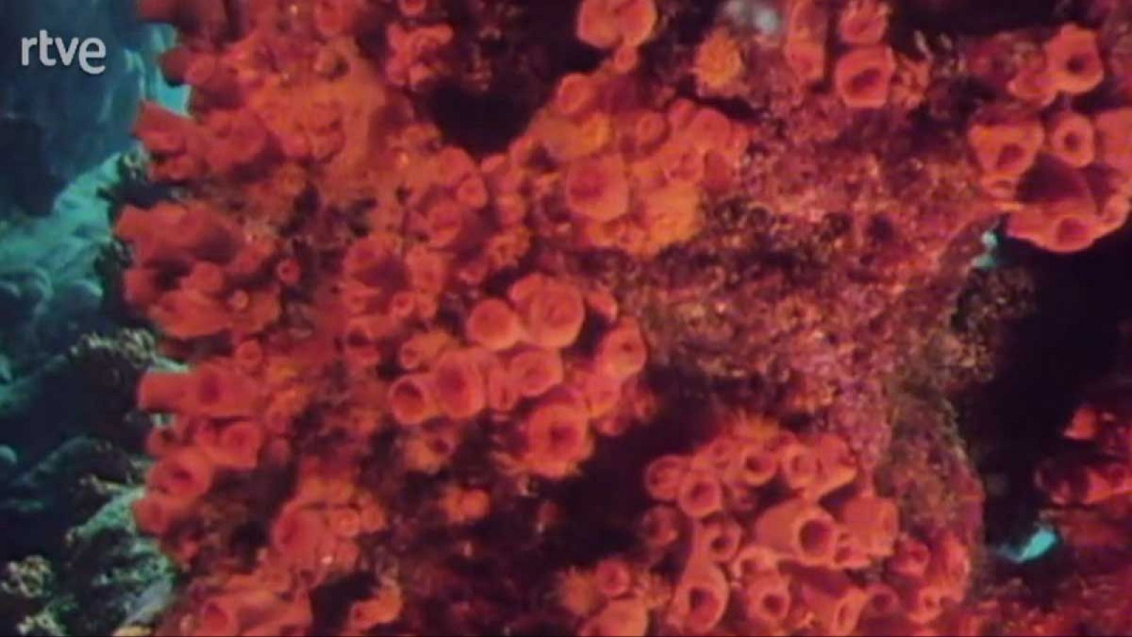 La nave Tierra - Corales - La nave Tierra | Ver