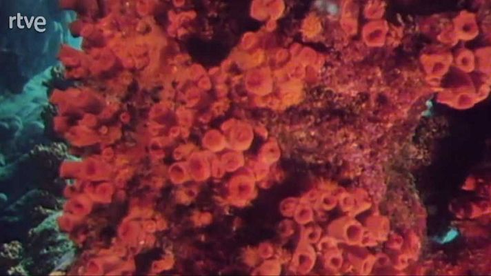 La nave Tierra - Corales