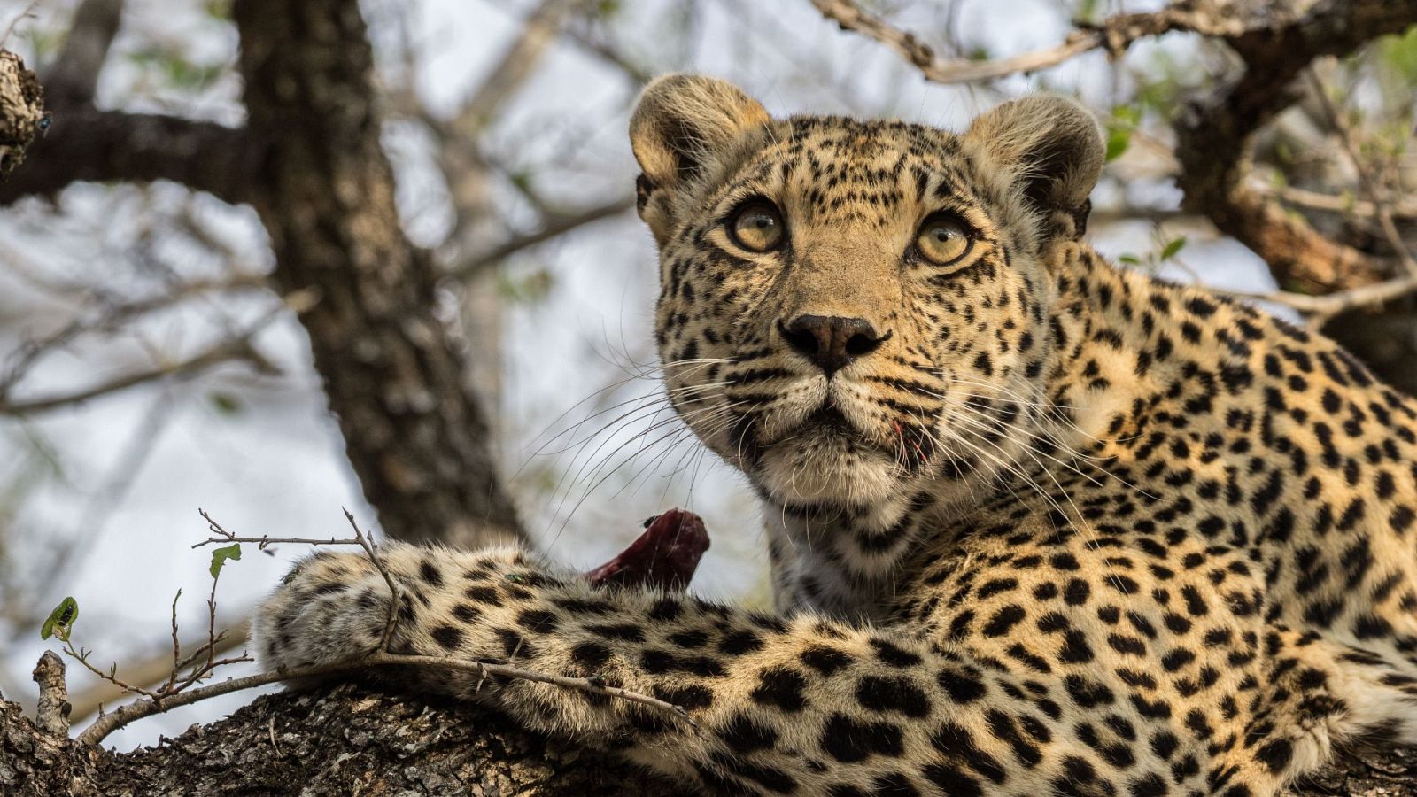 El juego de tronos de los leopardos - Episodio 1: La reina ha muerto - El juego de tronos de los leopardos | Ver