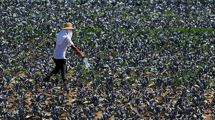 Agricultor con sombrero y paño protege su rostro del sol mientras riega un campo de col lombarda, mostrando los efectos del calor extremo en la agricultura.