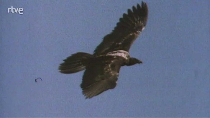 La nave Tierra - Ornitólogos