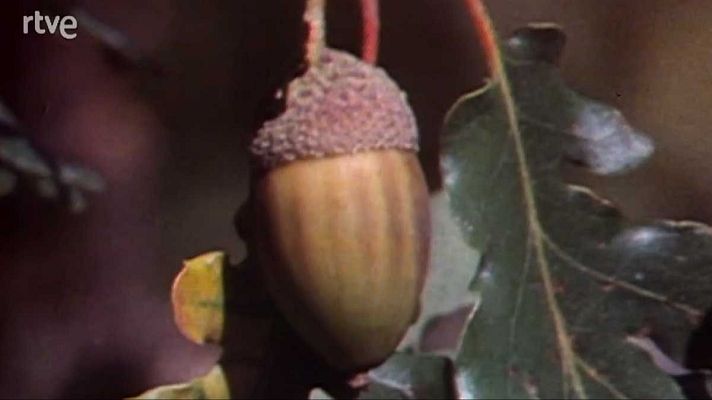 La nave Tierra - El árbol