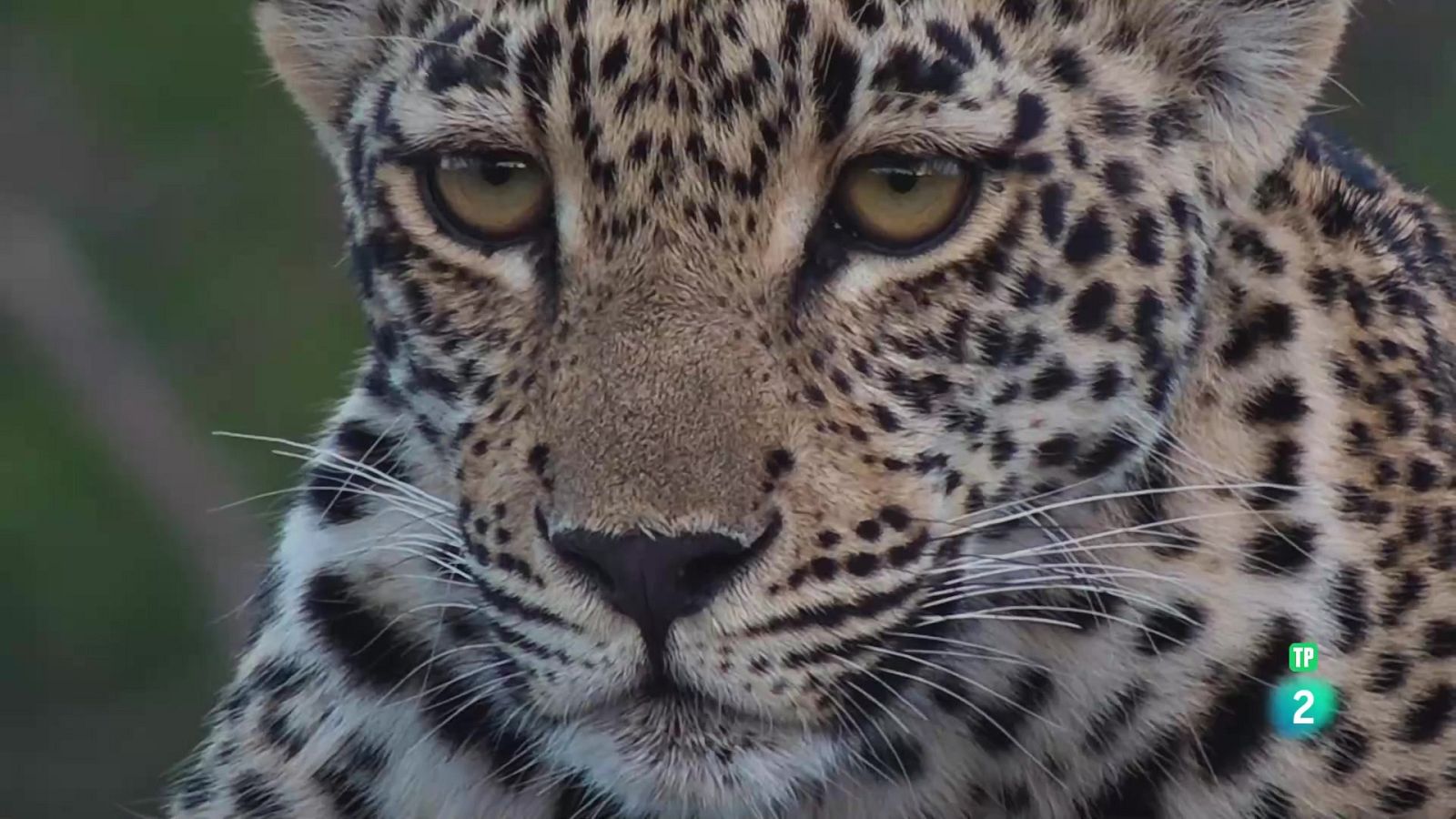 El joc de trons dels lleopards. Episodi 1: La reina ha mort - Som Documentals | Veure documental