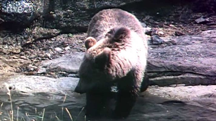 La nave Tierra - Verdes