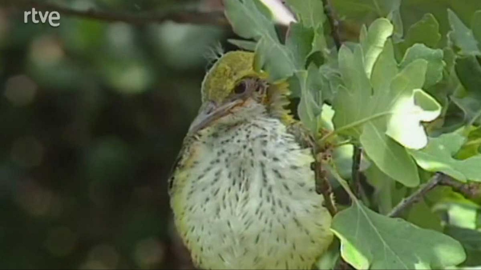La nave Tierra - Un candil en la noche - La nave Tierra | Ver