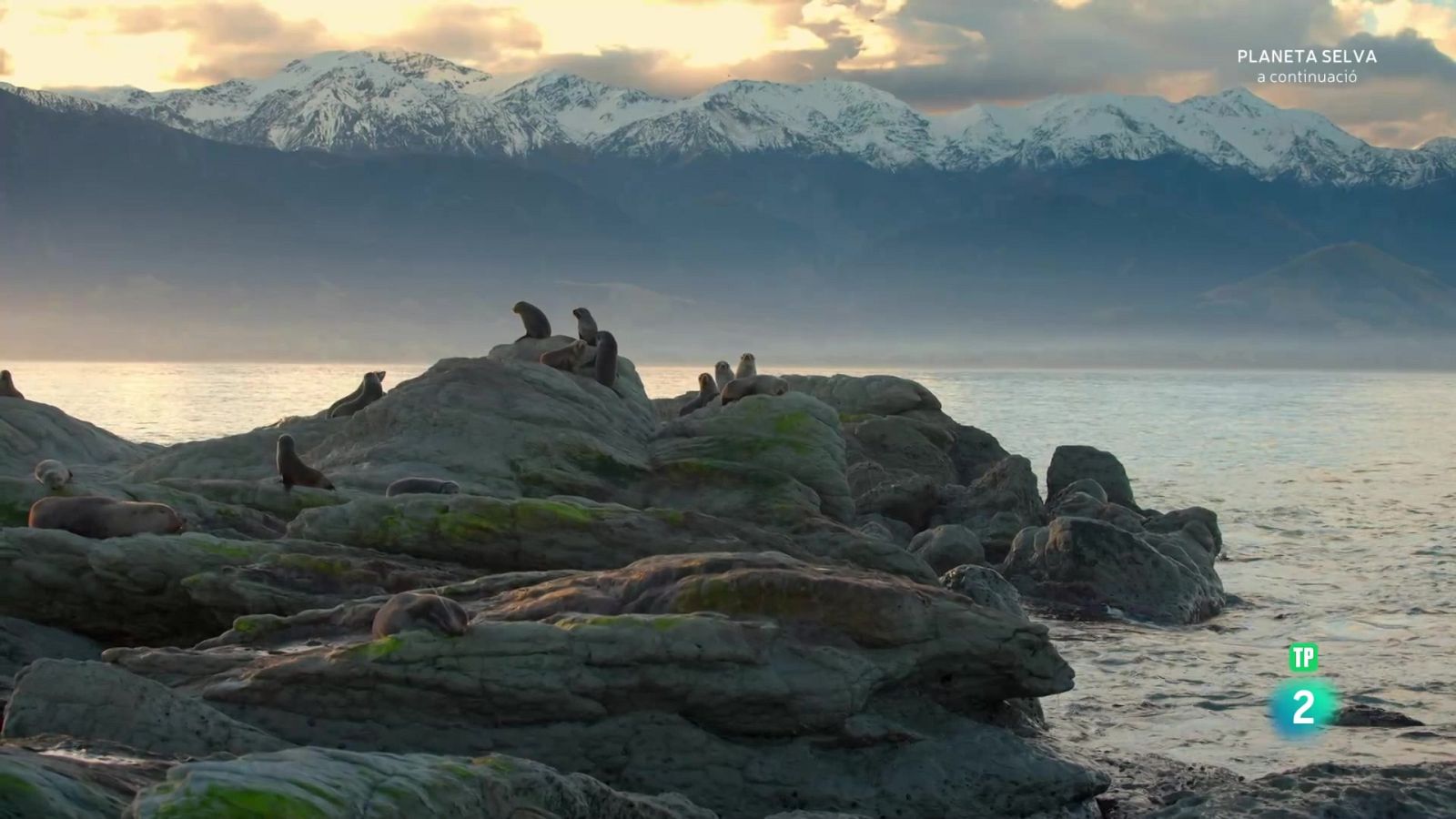 Infiltrats a l'oceà: Episodi 2. Sentiments - Grans documentals - Som Documentals | Veure documental