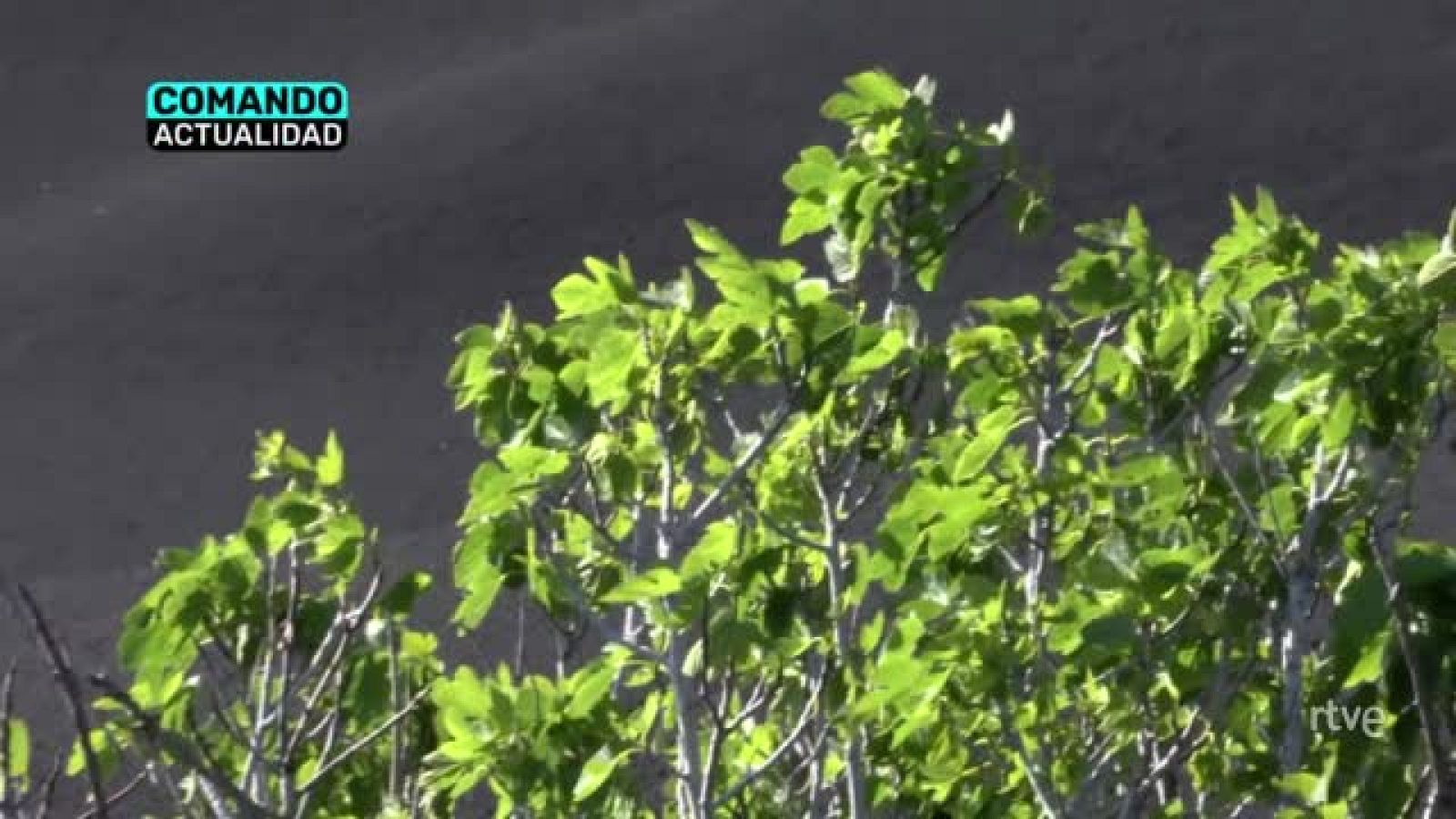 'Renacer de las cenizas', en 'Comando Actualidad' | Ver