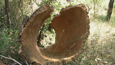 Comen�a la campanya de recolecci� del suro a la Serra d'Espad� | Ver