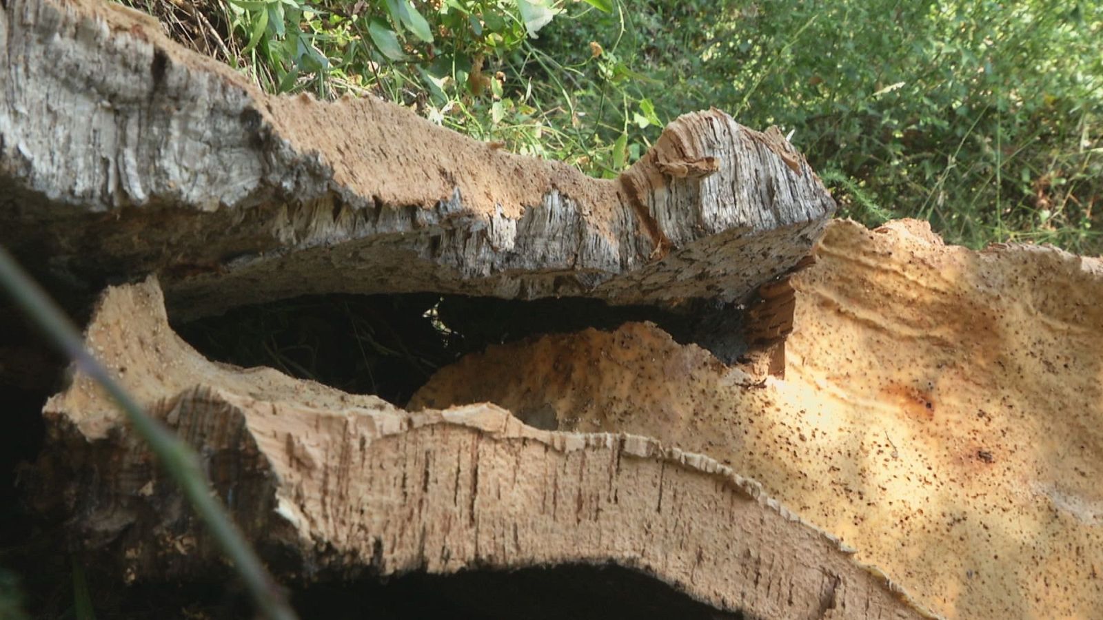 L'Informatiu Comunitat Valenciana 2 - 03/07/25 | Ver