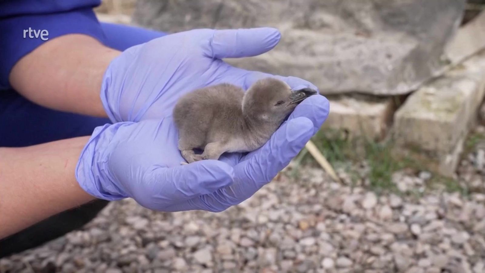 Aquí la Tierra - 03/07/25 - Aquí la Tierra | Ver