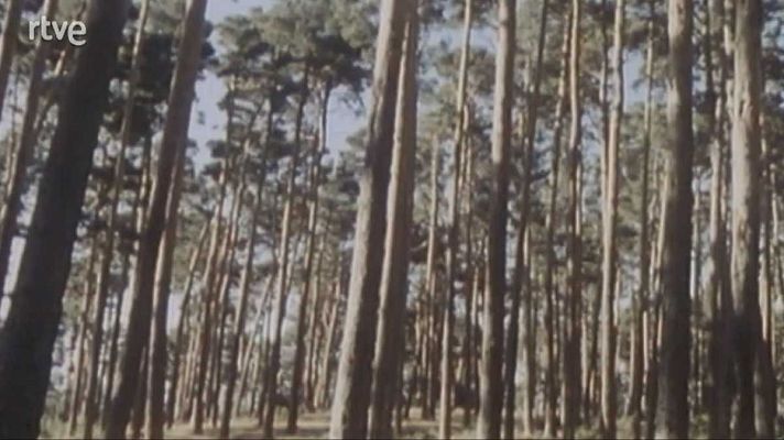 La nave Tierra - Coníferas