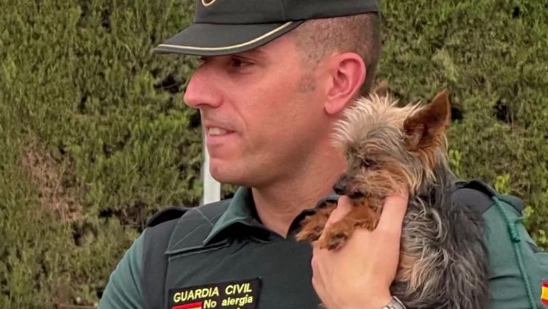 Un perro se interpone en el camino de un coche patrulla y logra salvarle la vida a su dueño - Mañaneros 360 | Ver