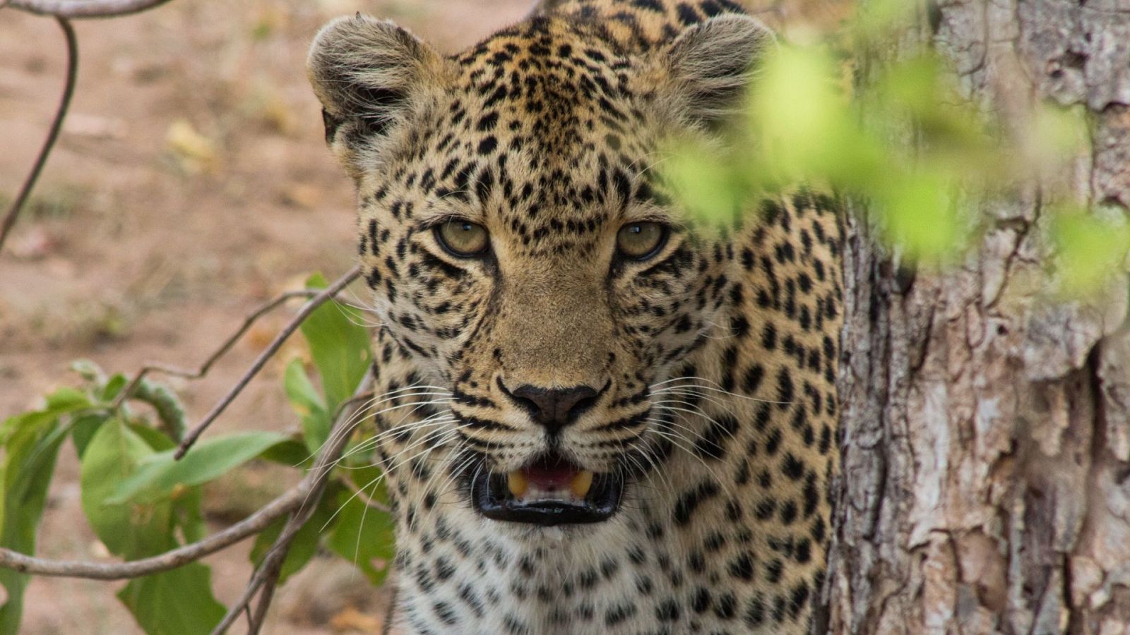 El juego de tronos de los leopardos - Episodio 3: Victoria - El juego de tronos de los leopardos | Ver