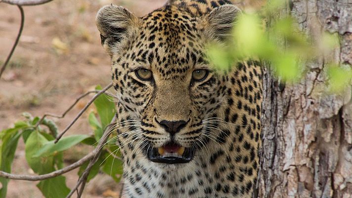 El juego de tronos de los leopardos - Victoria