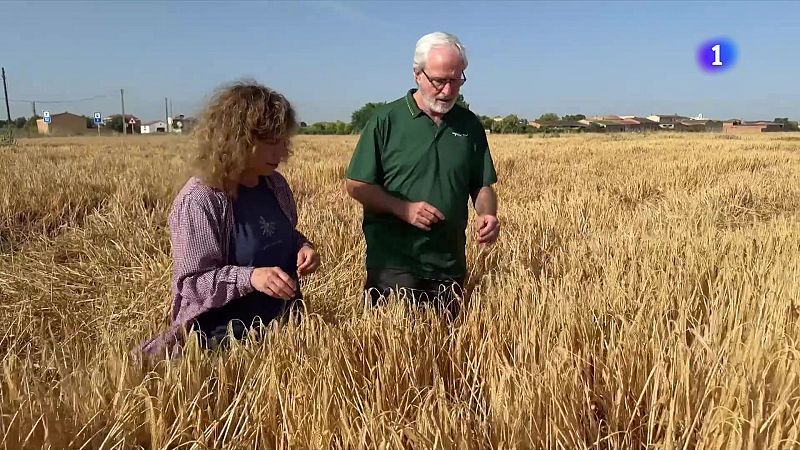 Busquen augmentar la resistència de l'ordi davant els cops de calor