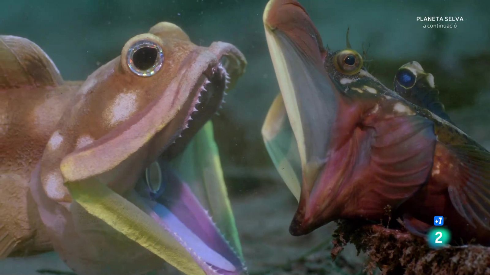 Infiltrats a l'oceà: Episodi 4. Problemes - Grans documentals - Som Documentals | Veure documental