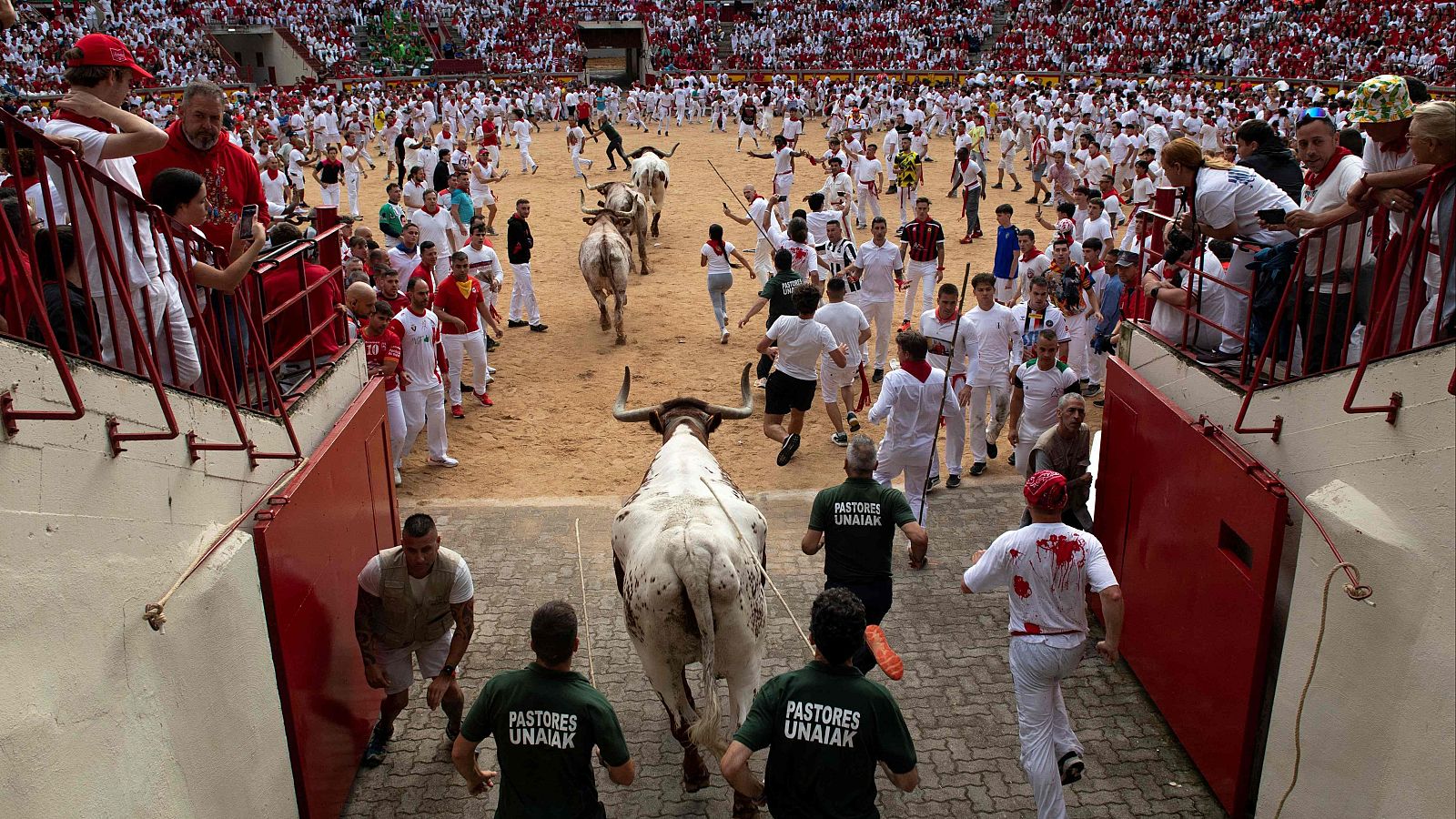 ¿Qué hacen los toros de San Fermín antes de correr los encierros? - Mañaneros 360 | Ver