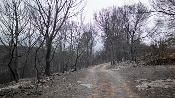 Muere un tcnico forestal en el incendio de Pals, que calcin ms de 3.000 hectreas