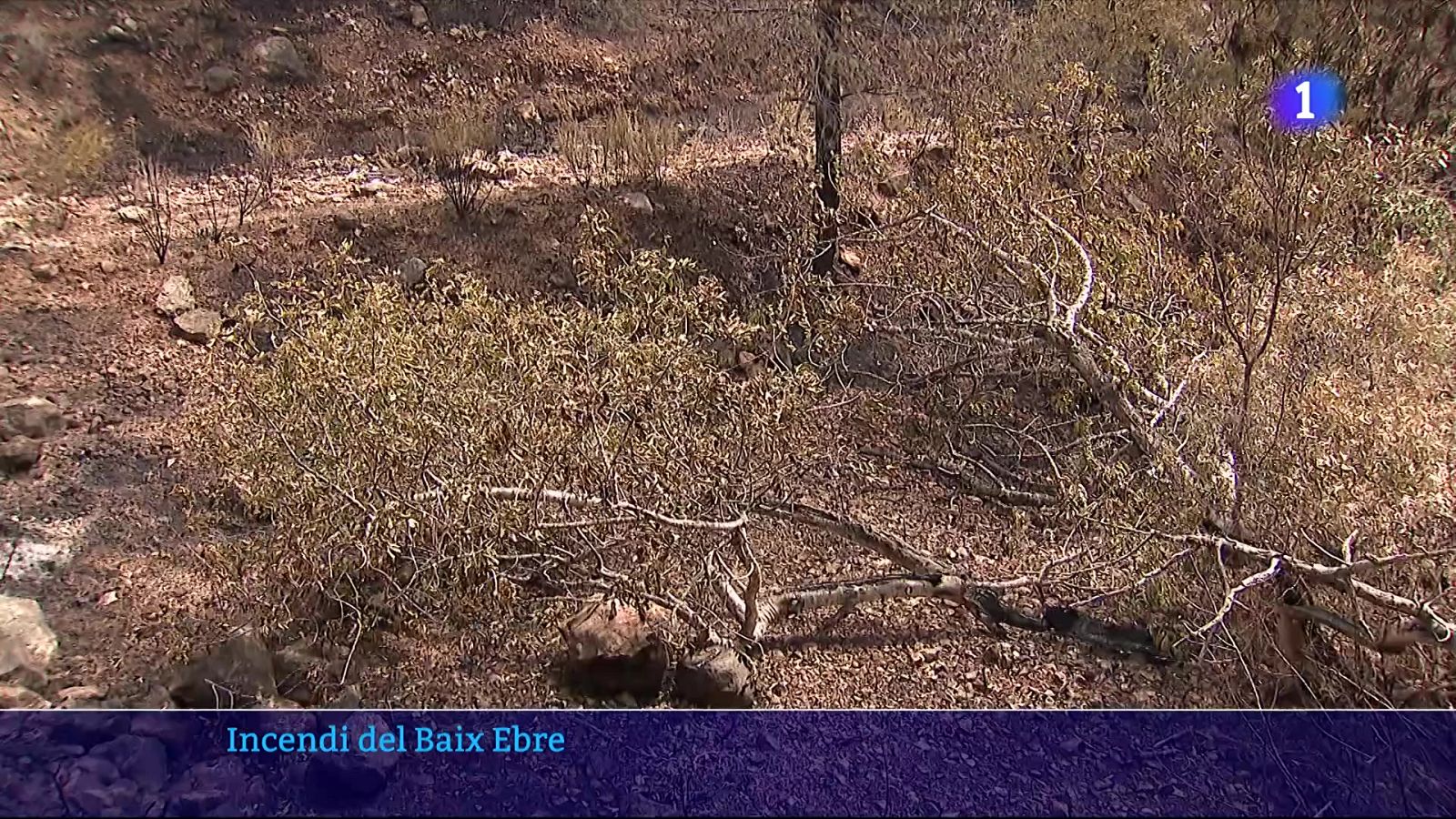 Paüls es refà a poc a poc després de l’incendi