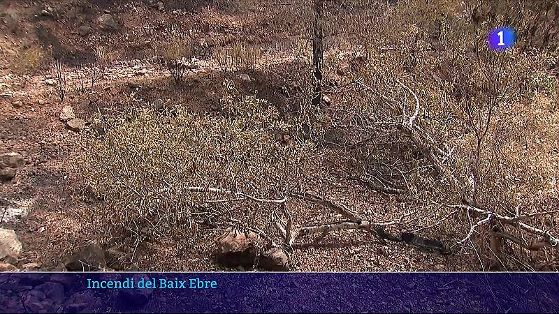 Paüls es refà a poc a poc després de l’incendi