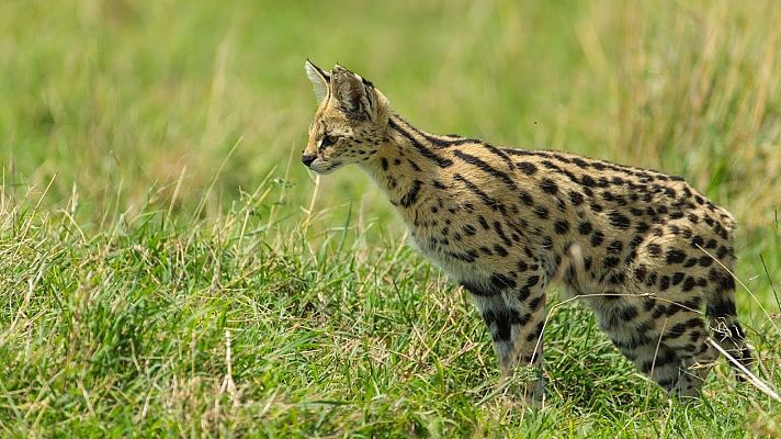 Somos Documentales - El club de la lucha de la naturaleza. La lucha por la vida
