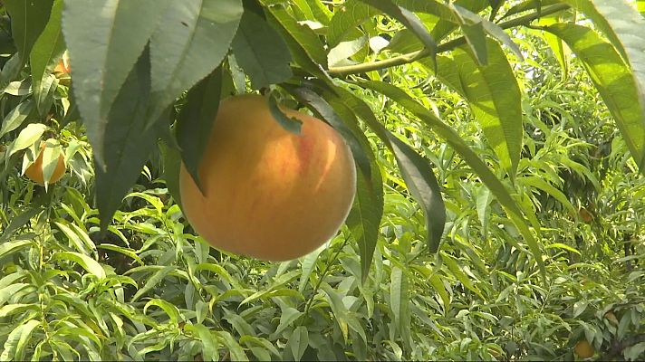 Agrosfera - Agrosfera - 12/07/25