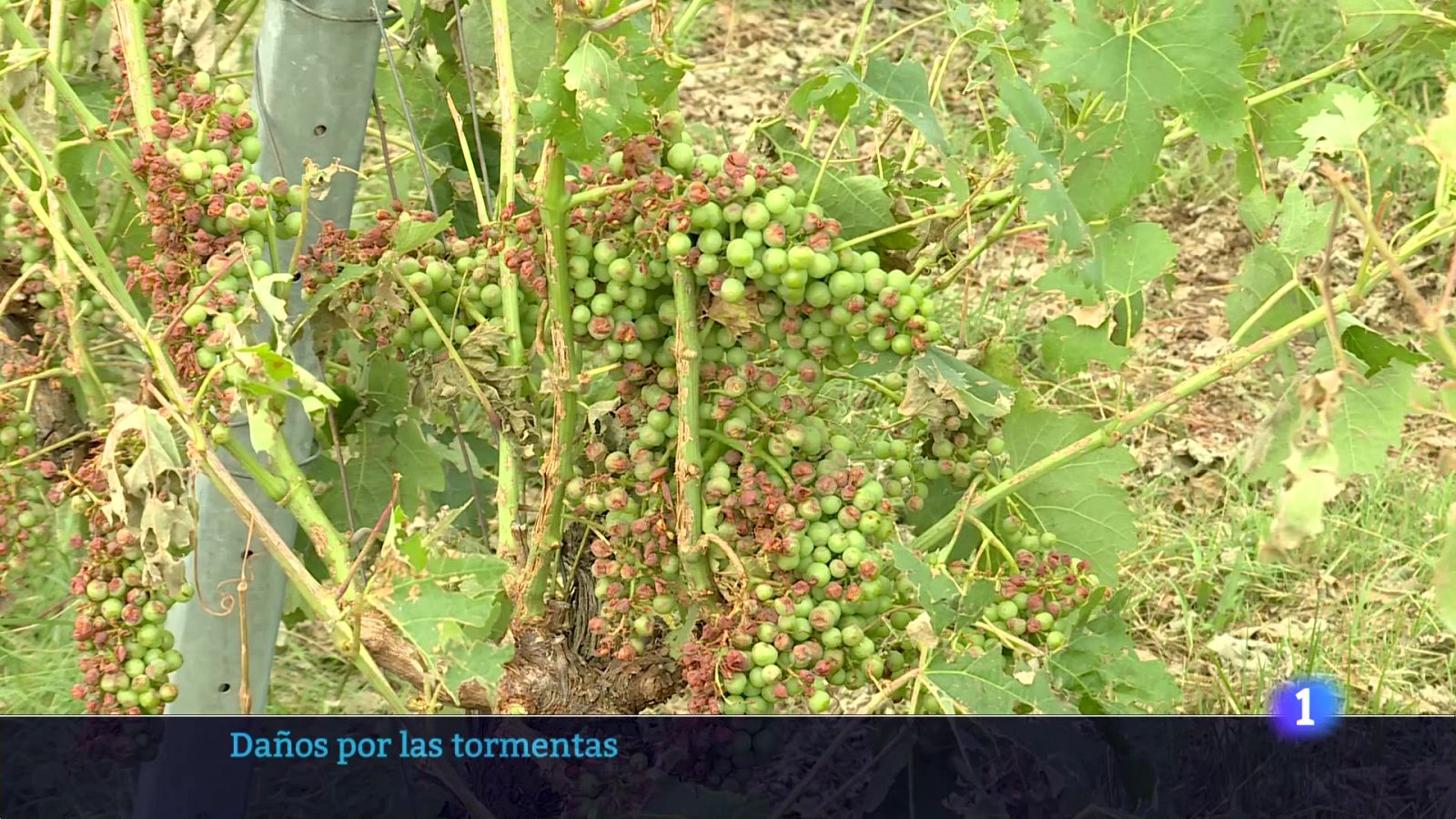 Informativo Telerioja 14-07-2025 Ver ahora | Ver